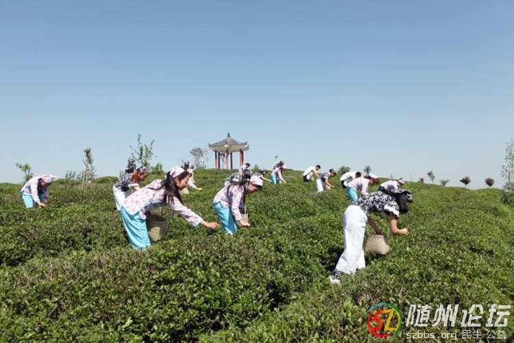 采茶風(fēng)景.jpg
